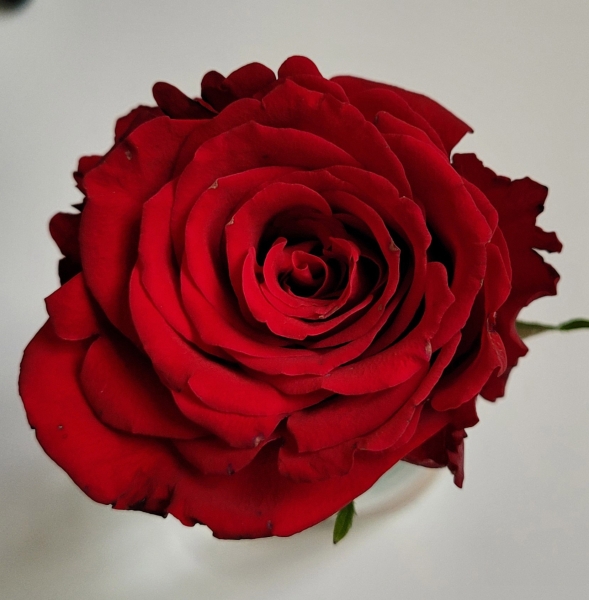 Rose-Claudia-Meuser-a